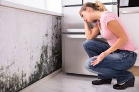 Fillmore, CA Mold Remediation Company